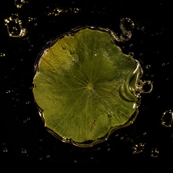 Centella asiatica
