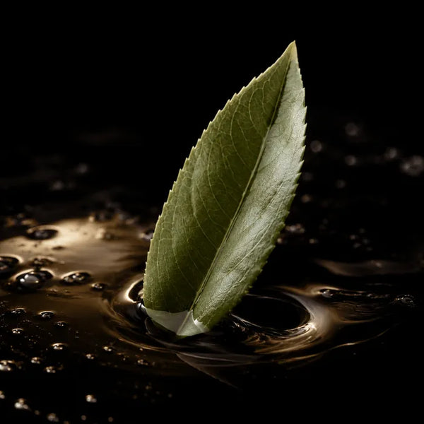 Green tea extract