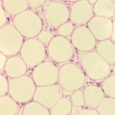 Adipose cell research